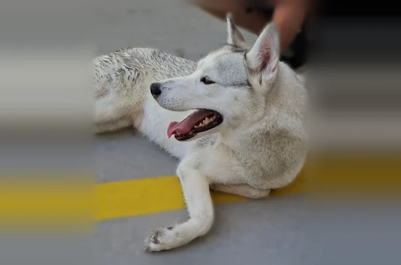 Chien trouvé Mérignac, photo: Trouvé chien femelle, Rue de Mirepin, 27, Mérignac - typé Husky blanc/gris clair