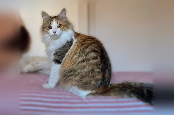 Perdu chat femelle, Avenue de la Gloire, 114, Toulouse - pucée et très sociable - photo