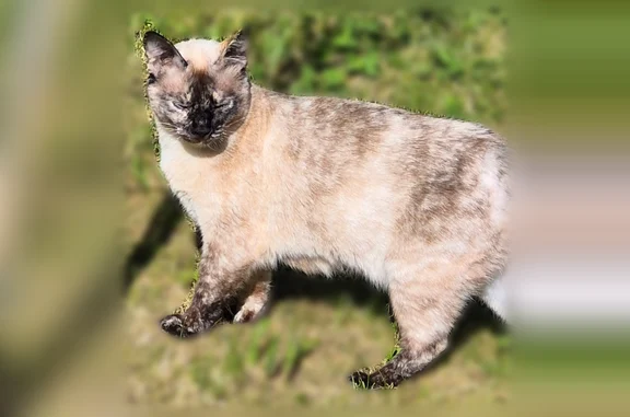 Chat perdu, femelle, Fagnières - siamoise blanc/beige et noir - photo
