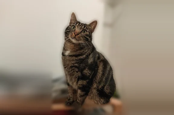 Chat perdu mâle, Rue Guillaume 7 le Troubadour, Poitiers - européen, stérilisé et pucé - photo