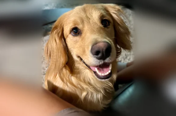 Found dog San Antonio, photo: Found dog, Alamo Canyon, 10950, San Antonio - golden retriever, chipped