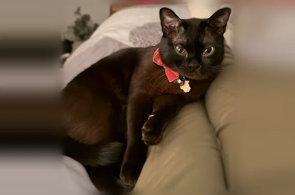 Missing cat Mundelein, photo: Lost cat, Yellowstone Boulevard, 2117, Mundelein - male, black Burmese, rainbow collar