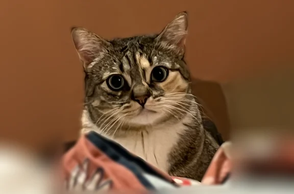 Perdu chat femelle, Rue de la Finarié, 9, Mazamet - chatte de 3 ans, très affectueuse mais peureuse - photo