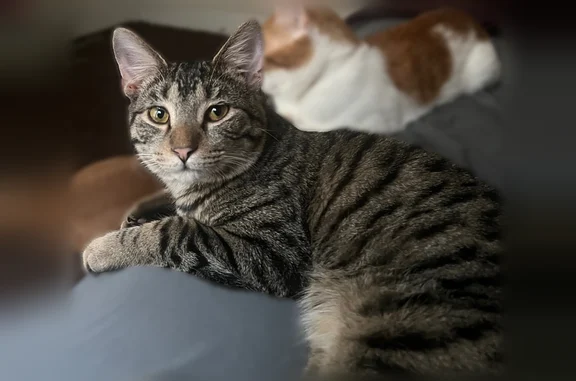 Lost cat, East 147th Street, 3500, Cleveland - one eye smaller than the other - photo