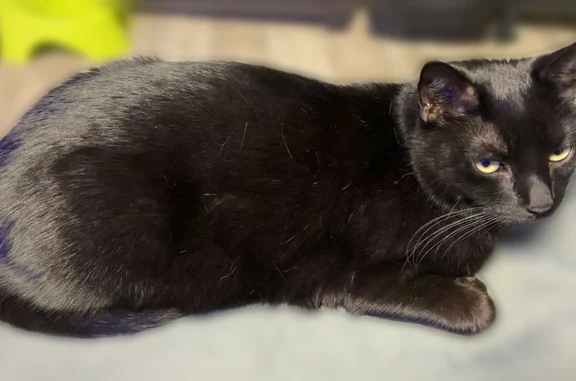 Chat perdu mâle, Rue Aristide Briand, Auterive - tout noir, tatouage à l'oreille droite - photo