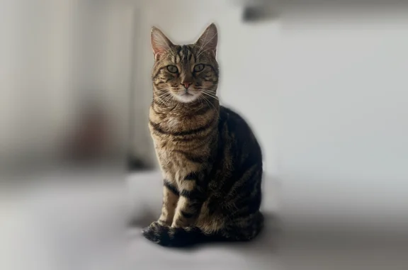 Chat perdu, Paris, photo: Chat perdu mâle, Chemin des Érables, Croissy-sur-Seine, Paris - chat tigré