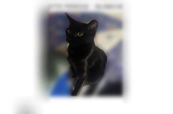 Chat perdu, femelle, Rue de Touraine, 2, Beauvais - blanche, non pucée - photo