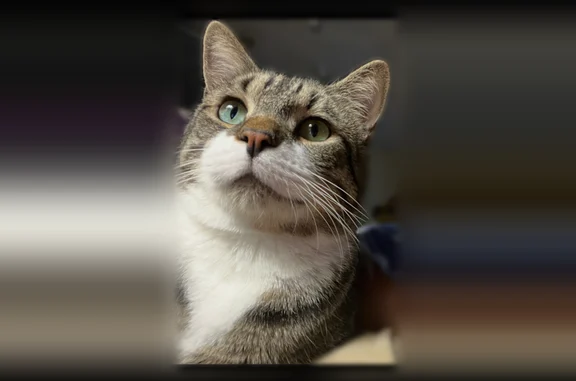 Lost pets Jacksonville, photo: Lost cat, Cabinet Court, 11522, Jacksonville - male tabby with white front paws