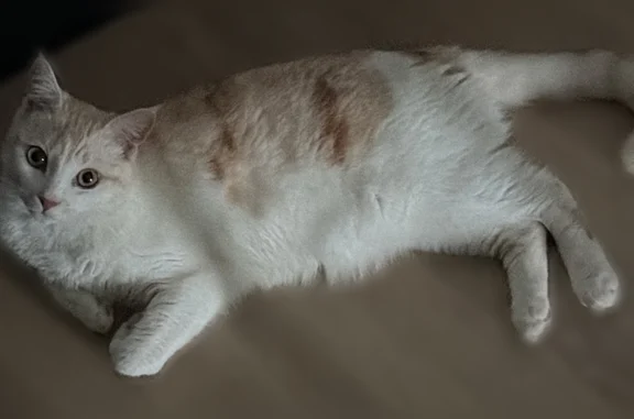 Chat perdu, Châtillon, photo: Chat perdu, Bégrolles-en-Mauges, Pays de la Loire, Châtillon — mâle sociable, castré et pucé