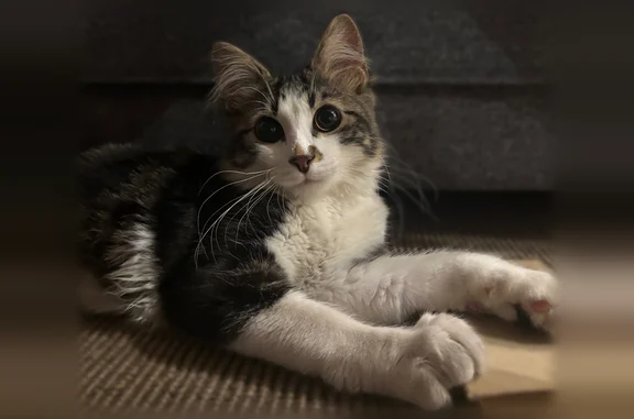 Chat trouvé Paris, photo: Chat trouvé mâle, Rue Viala, 14-18, Paris — blanc avec taches tigrées, tache sur le museau