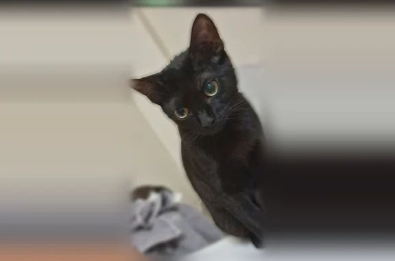Chat perdu, Rue Pierre Doize, 62, Marseille — femelle de cinq mois, toute noire - photo