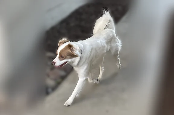 Found dog Concord, photo: Found dog, 2927 Driftwood Drive, San Jose, Concord - male, white-haired small dog with collar
