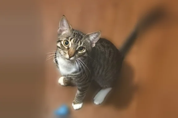Lost pets Dallas, photo: Lost cat, Lucas Drive, 2807, Dallas — male, gray tabby