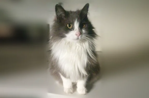 Chat perdu, Impasse Calendal, 2, Monteux - femelle, chatte grise et blanche à poils longs - photo