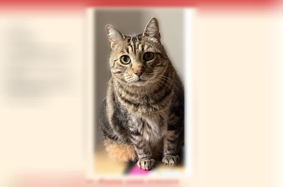 Chat perdu mâle, Rue Traversière, 30, Chessy, La Celle-Saint-Cloud - tigré, 13 ans - photo