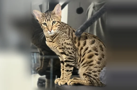 Chat perdu mâle, Avenue des Rives, 4, Nice - grand et très élancé - photo