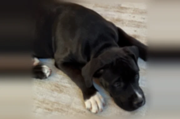 Lost dog, Temple Lane, 3013, Pueblo - female - photo