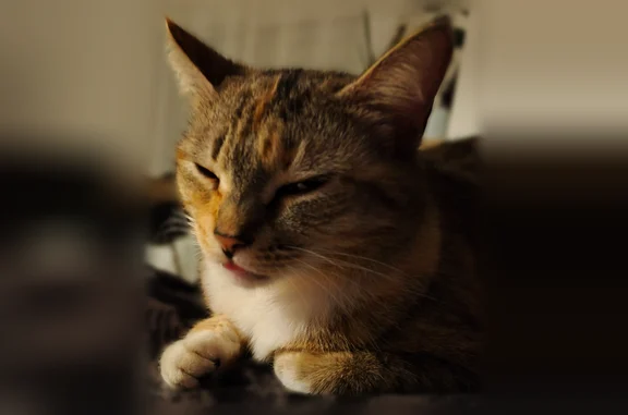 Chat perdu, Rue du Palmier, 5, Camors - femelle, petite mais bien portante - photo