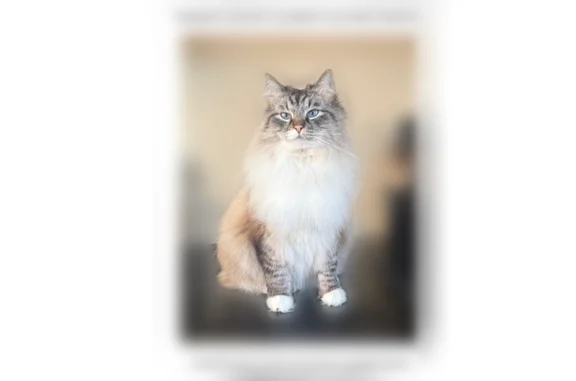 Chat perdu mâle, Rue des Galons, Meudon, Paris - costaud, yeux très bleus - photo