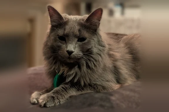 Missing cat American Canyon, photo: Lost cat, Golf Club Road, Pittsburg, American Canyon — female, gray, pink collar