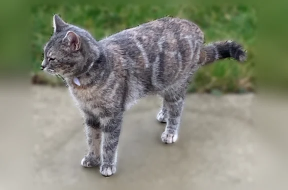 Chat perdu femelle, Rue Marcel et Ida Démia, 26, Ambérieu-en-Bugey - gris tacheté - photo