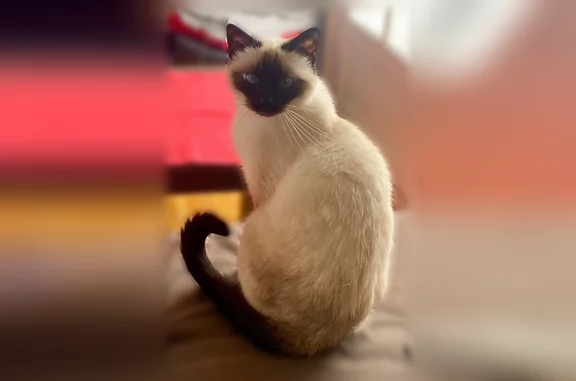 Chat perdu femelle, Place Beaumarchais, 2, Savigny-sur-Orge - petite, blanche type siamois, extrémités noires - photo