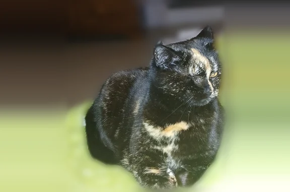 Chat perdu femelle, Impasse de Veneac, 4, Kervignac - œil unique, écailles de tortue - photo