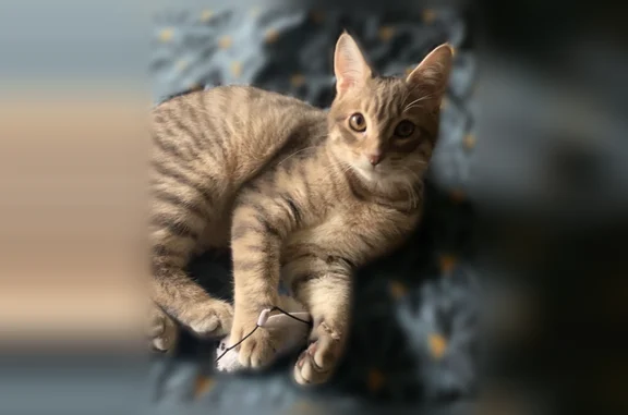 Chat perdu mâle, Poussan - jeune mal tigré gris, très peureux - photo