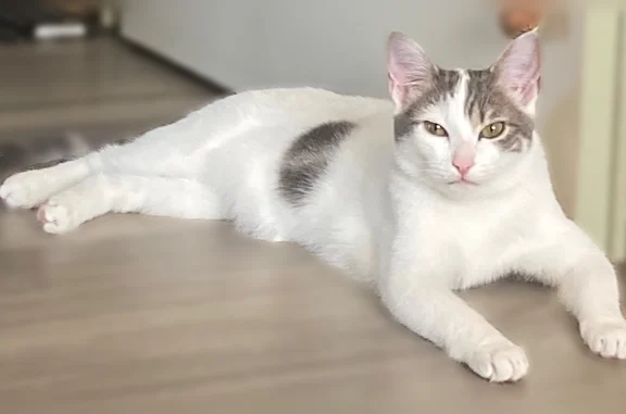 Chat perdu, Chantepie, photo: Chat perdu, Vern-sur-Seiche, Chantepie — mâle, blanc avec quelques taches grises claires