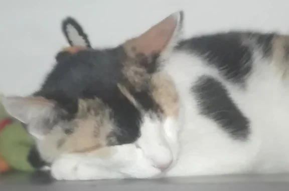 Chat perdu, femelle, Paris - isabelle - photo