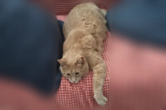 Chat perdu mâle, Rue Guynemer, 16, Le Chesnay-Rocquencourt, Montigny-le-Bretonneux - roux clair rayé - photo