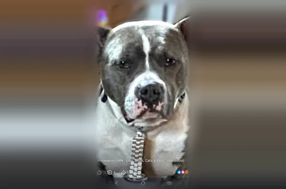 Missing dog Minneapolis, photo: Lost dog, Minneapolis - gray and white with a white tail tip and small ears
