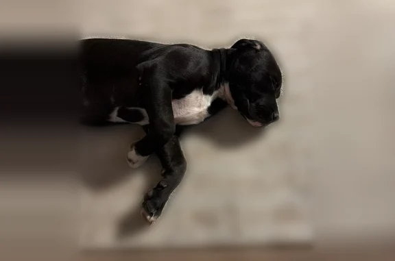 Lost pets Arlington, photo: Lost dog, Temple Lane, 3016, Pueblo, Arlington - female, black with some white on nose and chest
