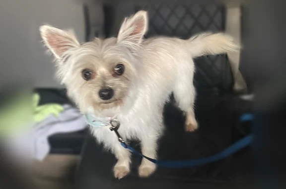 Missing dog Female, Fort Worth (usl541503) - photo