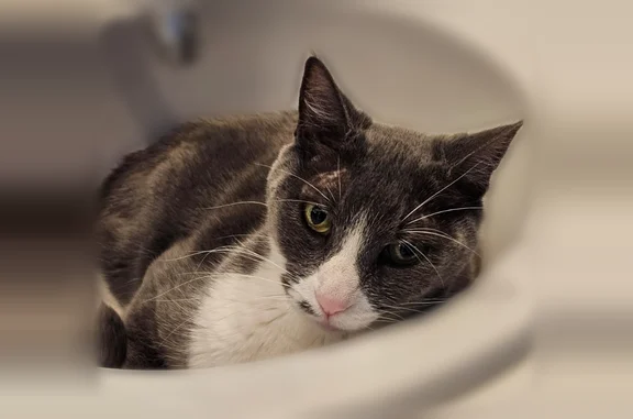 Lost cat, East Marblehead Way,...