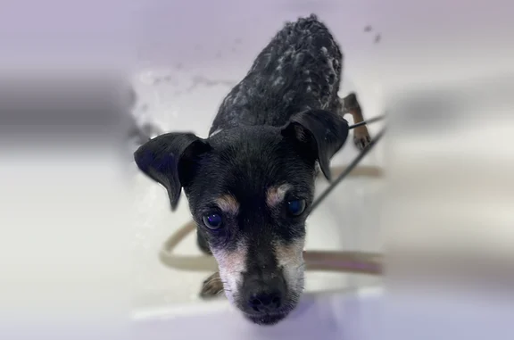 Lost dog, West Amelia Avenue, 809, Tampa - male miniature pincher mix - photo
