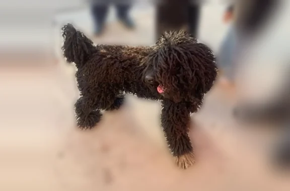 Lost dog, Santa Rosa Avenue, Lamont - male, very friendly, 5 years old - photo