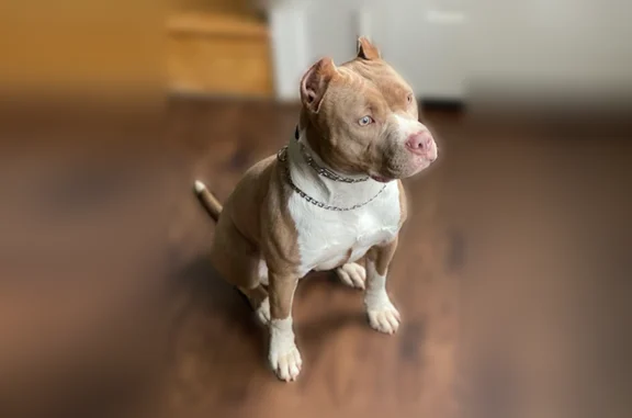 Red nose pitbull with a white patch on her chest and under her neck