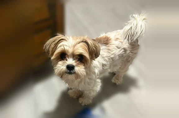 Missing dog Fort Stockton, photo: Lost dog, North Kansas Street, Fort Stockton - male Shih Tzu, white with tan patches
