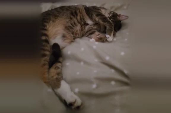 Perdu chat femelle, Quai de Bondy, 3, Lyon - grise avec tâche blanche sur le poitrail - photo
