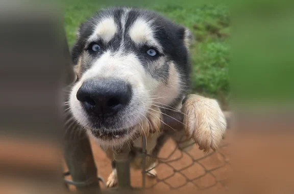 White and black Husky, got out of his collar so no collar. Name is Max.