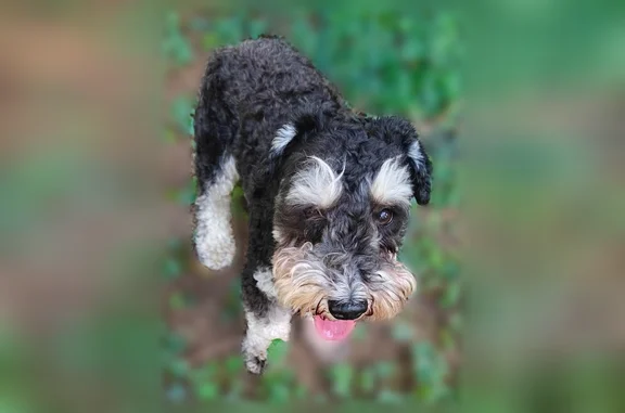 Missing dog Columbia, photo: Lost dog, Bill Lilly Court, Columbia