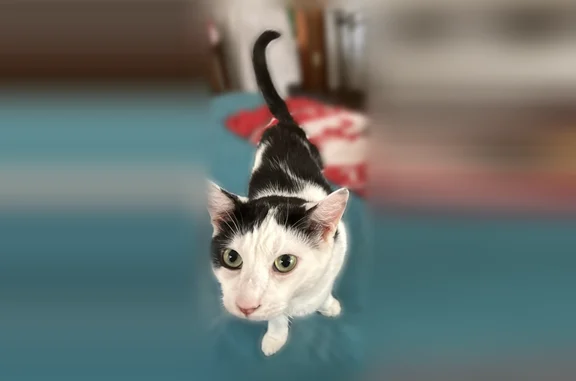 Lost cat, Jacksonville, Florida - male, near Ortega Elementary School, fixed and all claws intact - photo