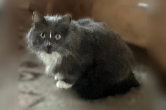 Lost cat, East Prospect Road,...