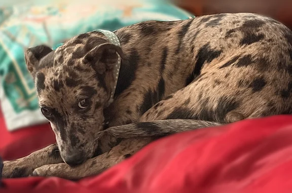 Lost dog, Kingston Drive, 1740, Lumberton Township, Vincentown — female Chihuahua/Catahoula mix, responds to Valkyrie - photo
