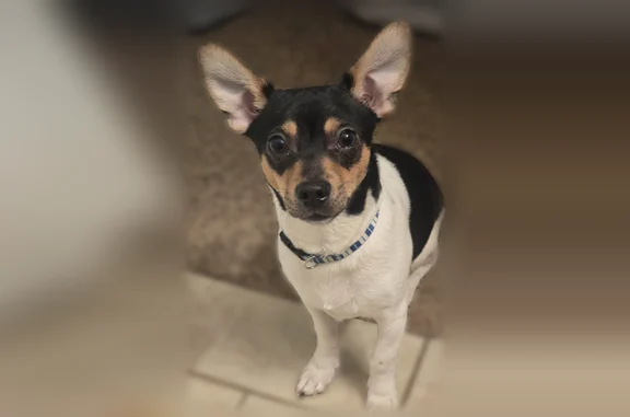 Lost dog, East Main Street, 227, Spring Arbor - male, small, about 11 pounds - photo