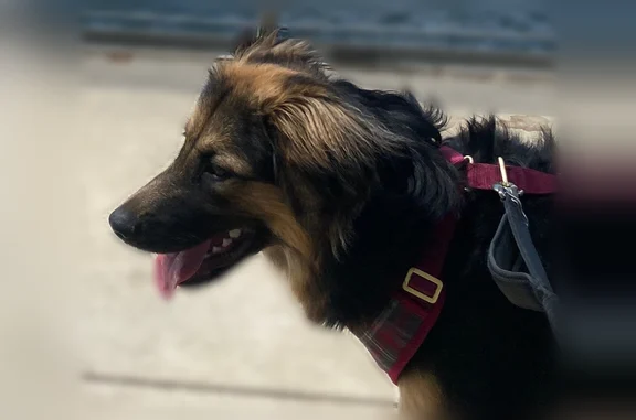 Lost dog, Lobo Lane, 122, Cedar Creek - female German shepherd mix - photo