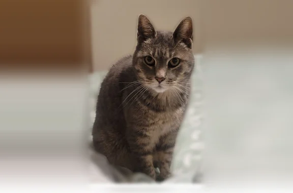 Lost cat, Manor Avenue, 1304,...