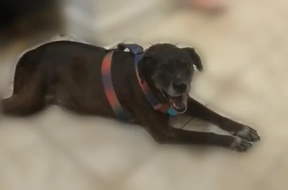 Lost dog, President Street, 1711, Brooklyn - female - photo