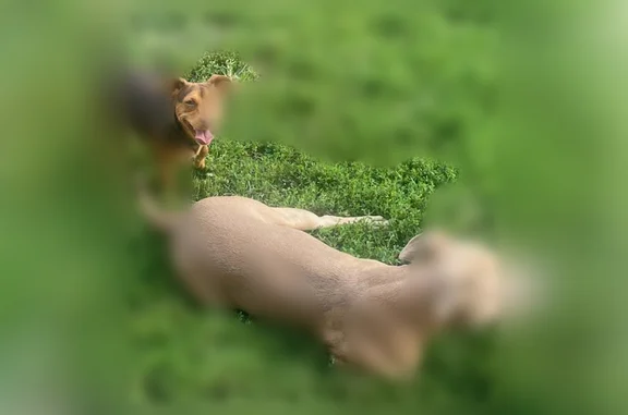 Lost dog, Clara Avenue, 1535, Louisville - small brown and light brown, very scared but sweet - photo